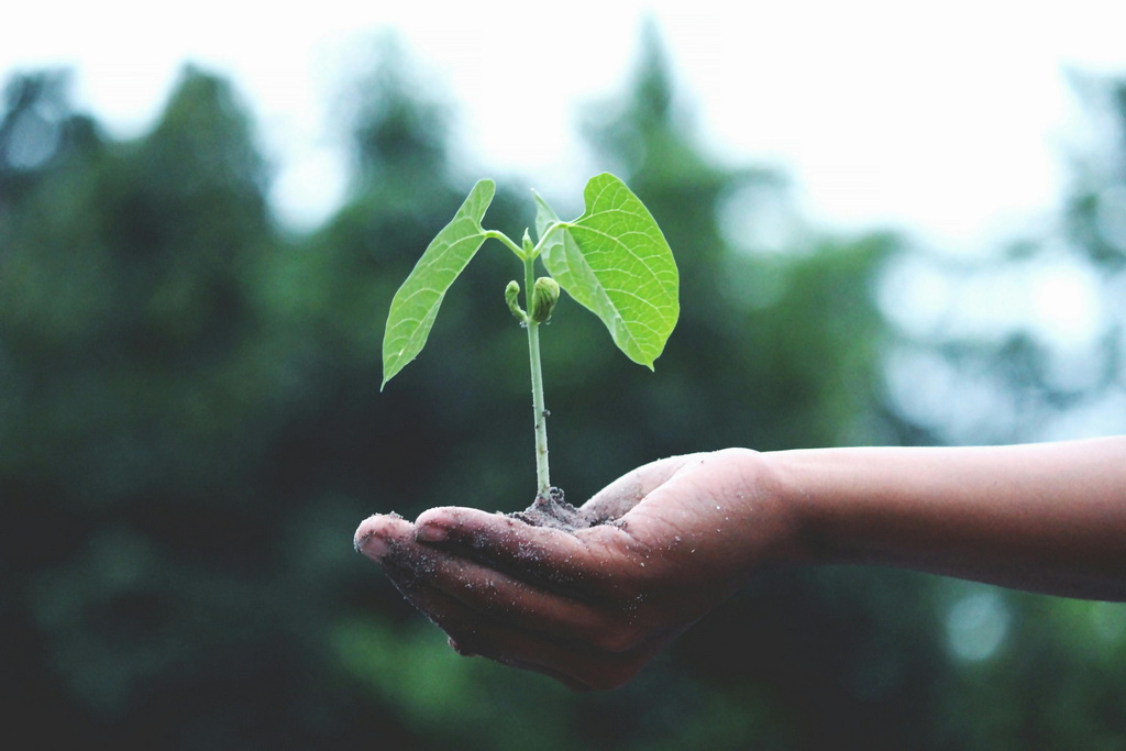 Sustainability pexels-akilmazumder-1072824